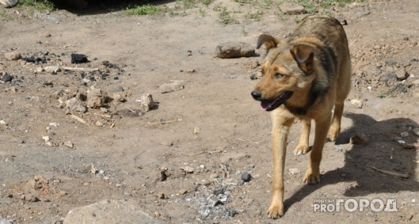 В Подосиновском районе ребенку, покусанному собакой, выплатят компенсацию