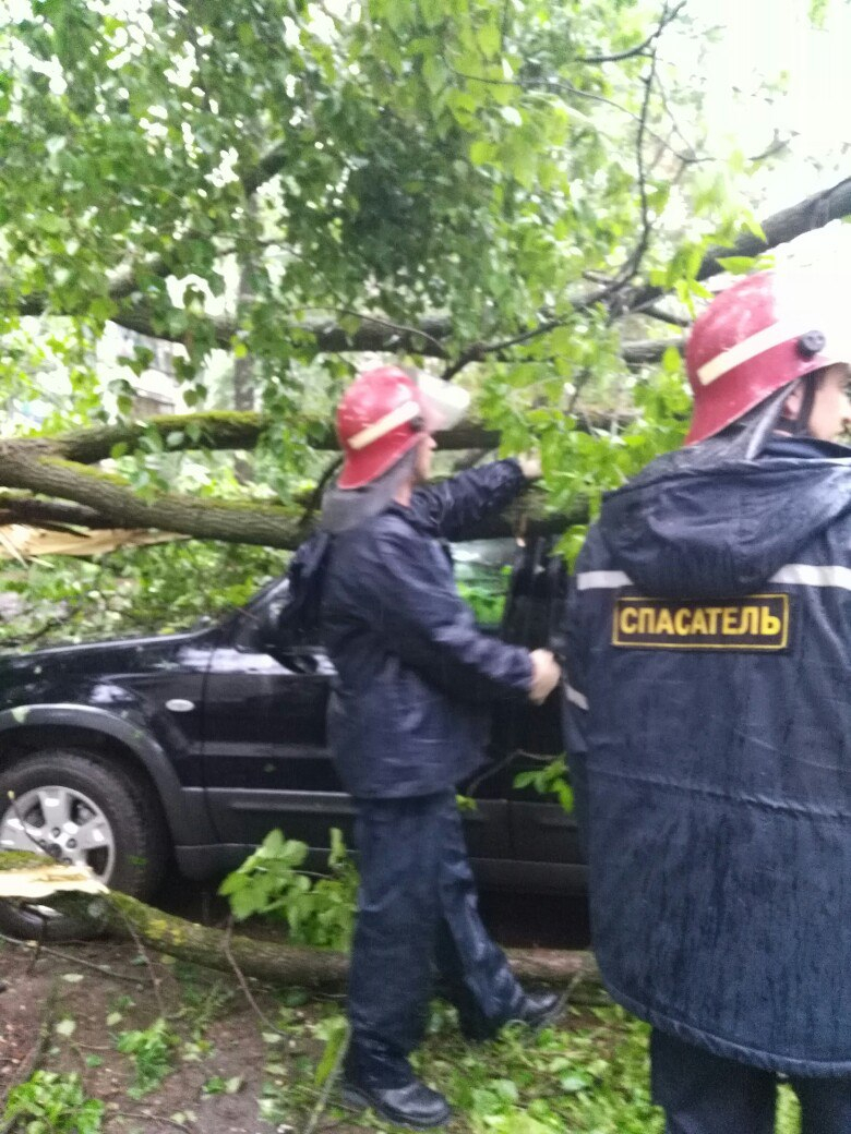 В Кирове на автомобиль упало дерево