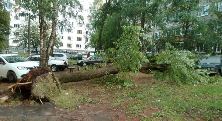 270 поваленных деревьев и 2 сгоревших дома: последствия урагана в Кирове в цифрах