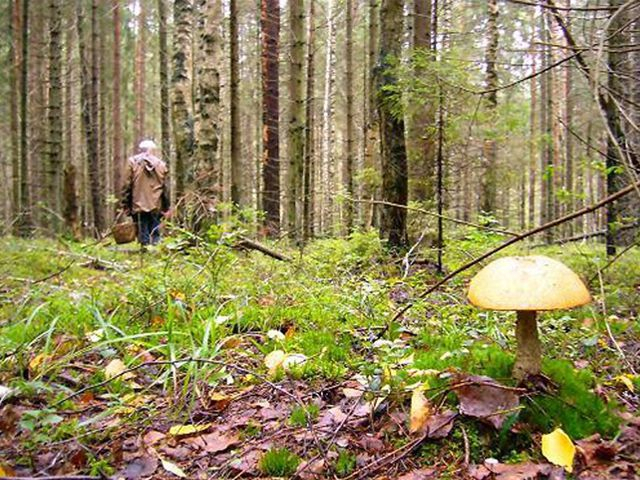 В Кировской области разыскивают четырех пропавших грибников