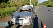 В Кировской области столкнулись иномарка и лось: погибли пассажир и животное