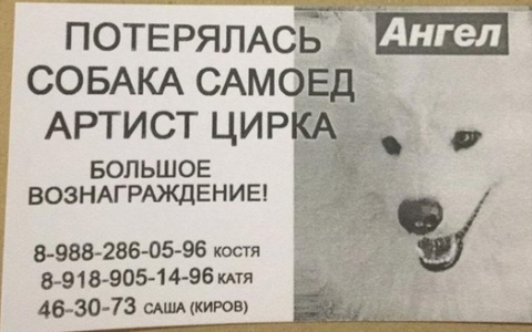 Собаку Екатерины Запашной будут искать в Кирове с помощью квадрокоптера