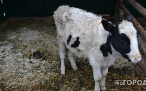 За год в Кировской области второй раз нашли бешенство у коров