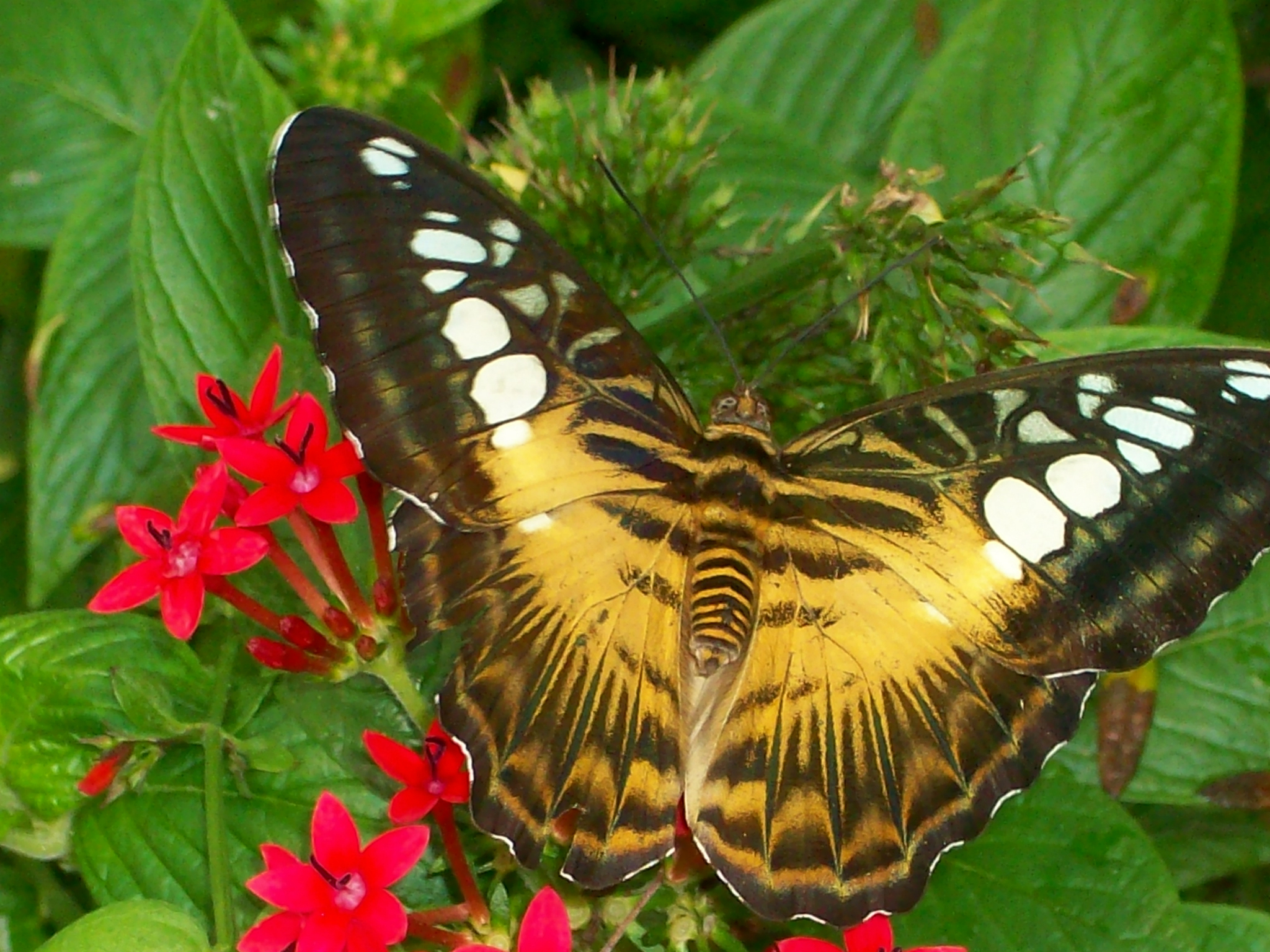 Сад живых тропических бабочек