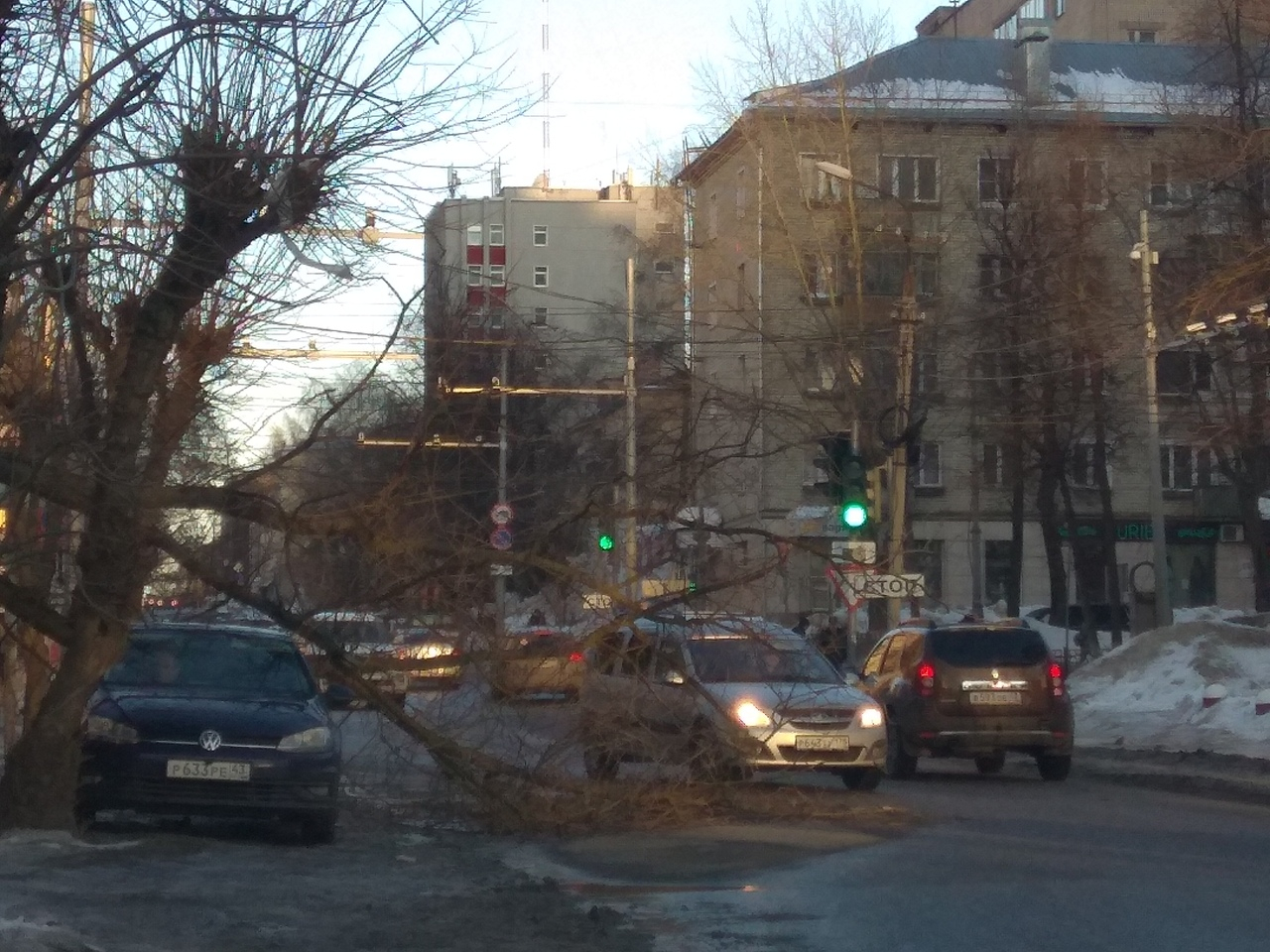 В центре Кирова упавшее дерево перегородило половину дороги
