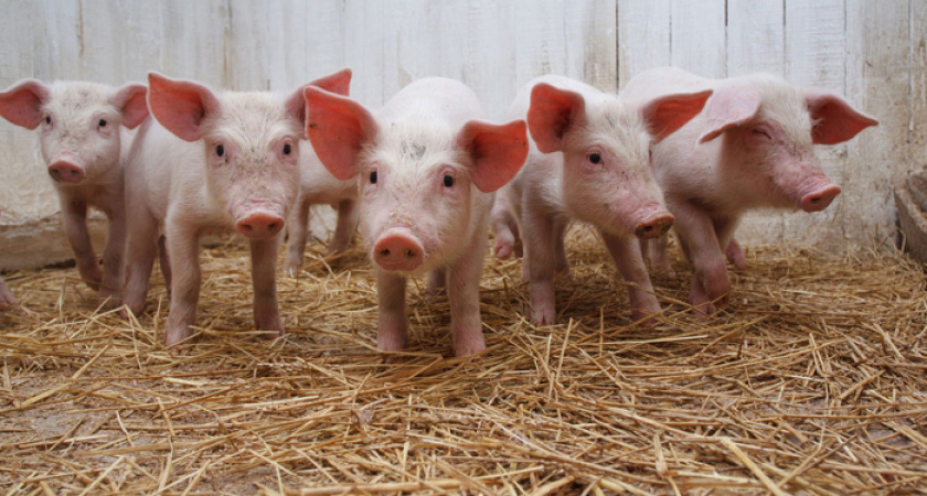 В Кировской области ликвидировали очаг африканской чумы свиней