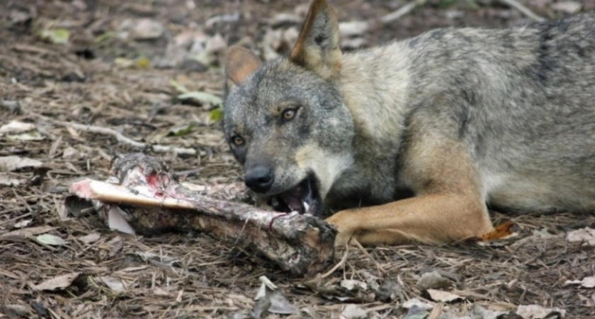 Три миллиона рублей заплатят охотникам в Кировской области за добычу волков