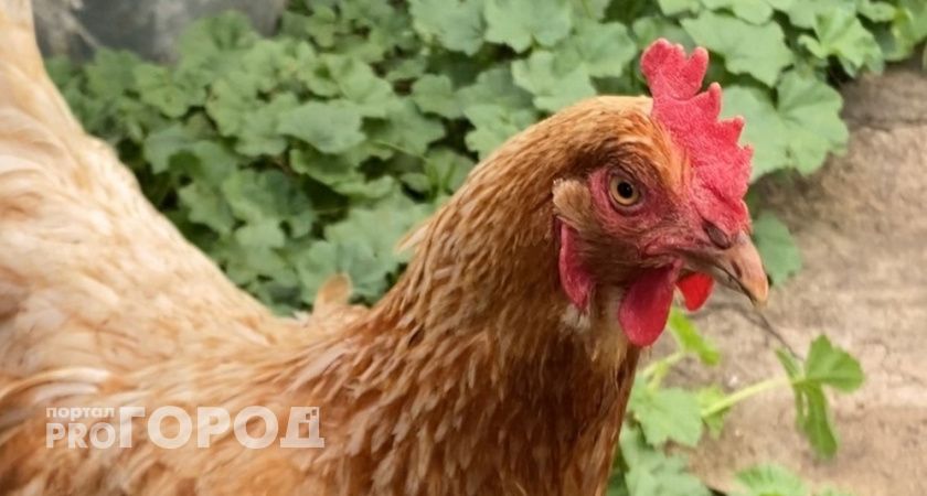 В Уржумском районе отказались вакцинировать кур от птичьего гриппа