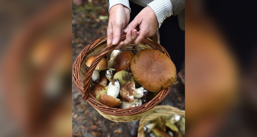 В Кировской области состоится грибной фестиваль