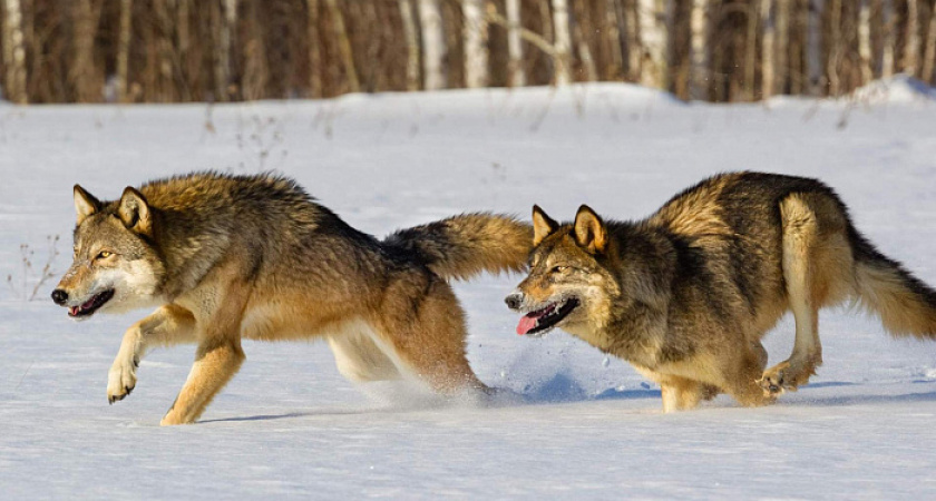 В Кировской области охотникам за убийства волков заплатили 3,2 миллиона рублей