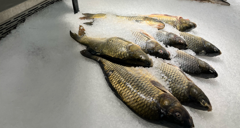 Кировчане привезли на выставку "Россия" на ВДНХ копченую рыбу сомнительного качества