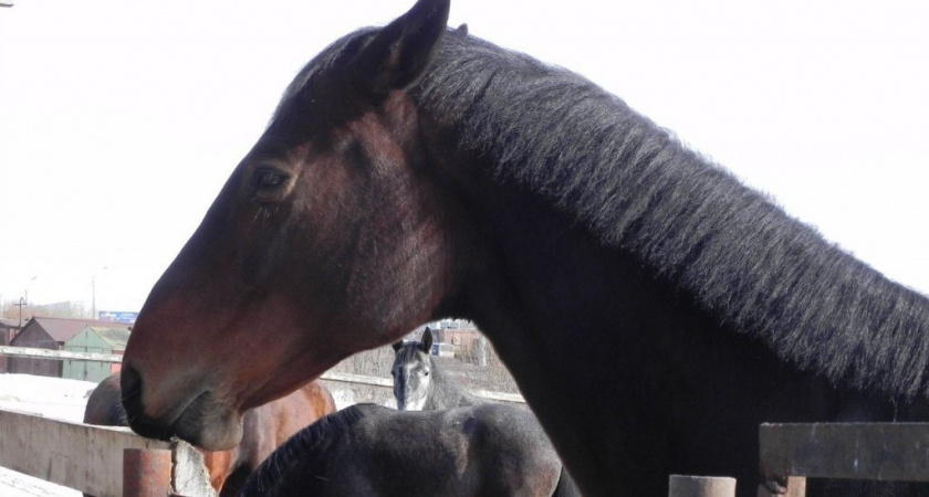В Кировской области ищут дом для гуляющих по городу лошадей