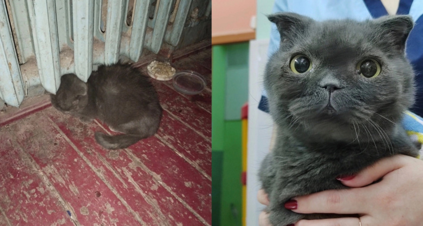Не ел пятеро суток: в Оричевском районе нашли кота, заваленного кирпичами