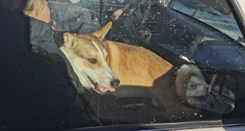 "Избивал, выгонял на мороз": после резонанса в соцсетях у жителя Кировской области забрали собаку 