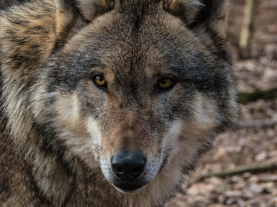 В Кировской области волки загрызли щенка на крыльце дома