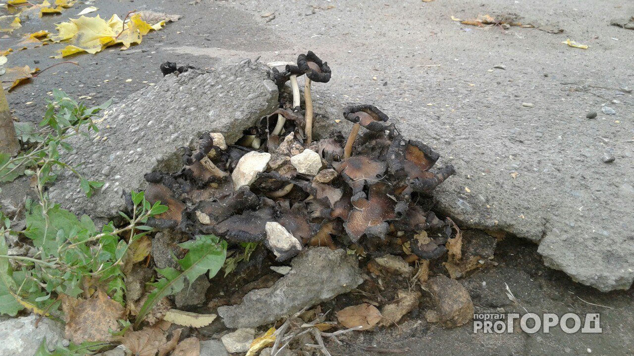 На Комсомольской в Кирове сквозь асфальт  проросли грибы