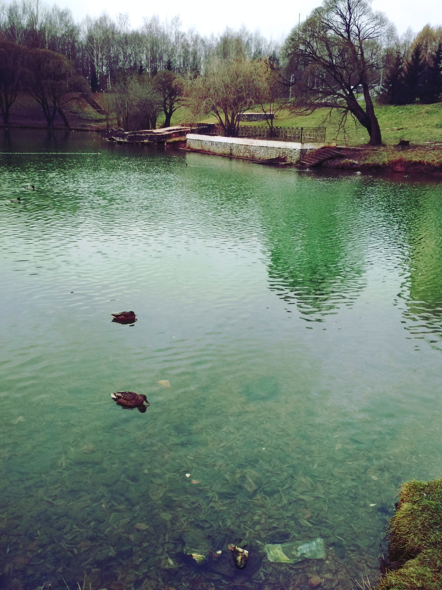 В пруду у цирка в Кирове вода окрасилась в ярко-зеленый цвет