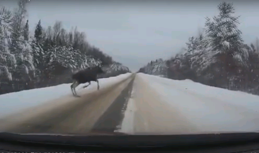 Видео: на кировской трассе лось пробежал перед машиной, в которой находилась семья