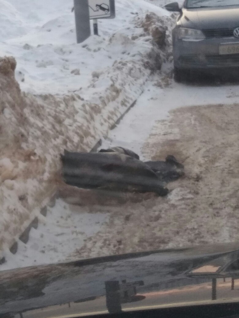 В Кирове на проезжей части вторые сутки лежит пакет с трупом собаки