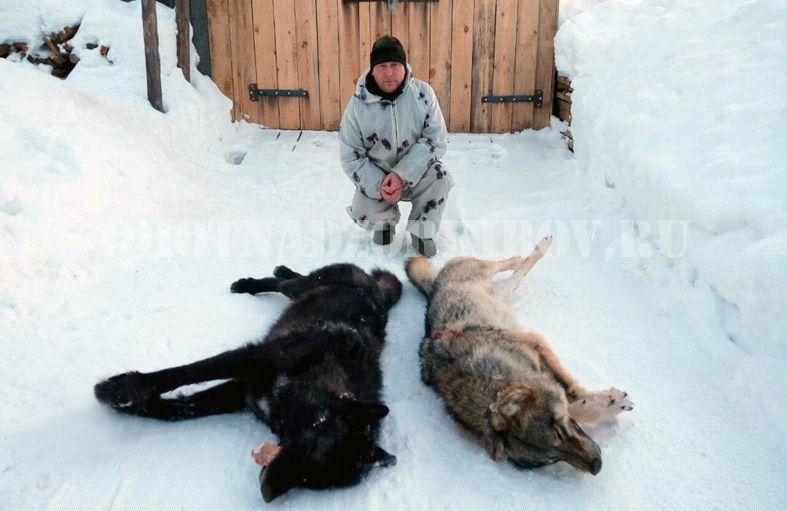 В Кировской области добыли ещё одного черного волка