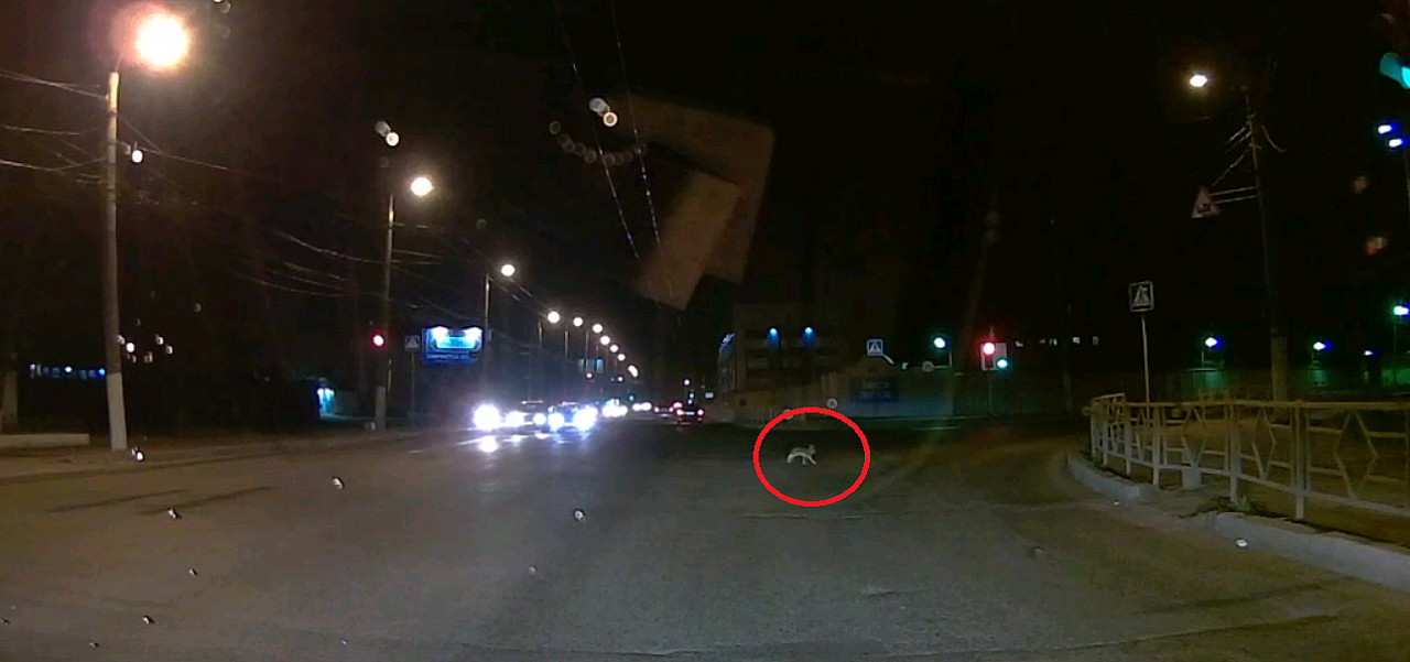 Видео: заяц перебежал дорогу перед машиной на Октябрьском проспекте