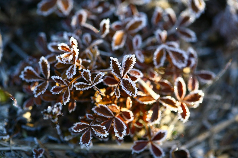 В Кировской области в начале лета ожидаются заморозки до -3