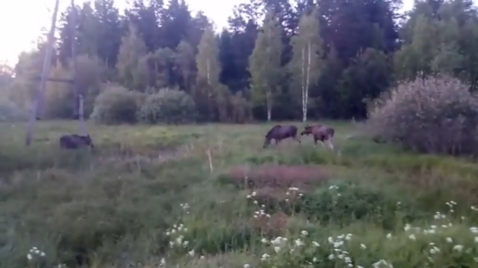 Видео: в Чепецком районе на трассе заметили четырех лосей