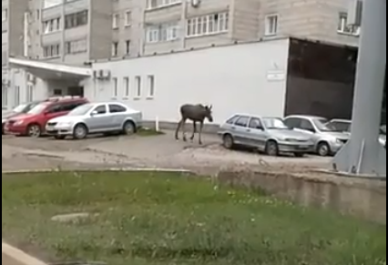 В Кирове сняли на видео, как на улице Производственной бегает лосенок