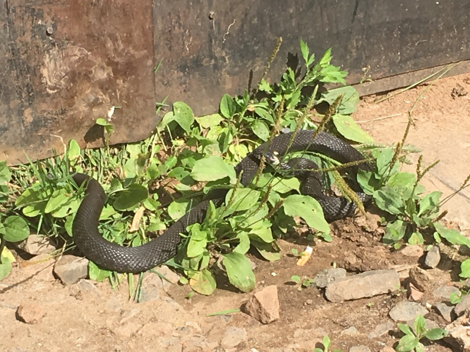 В Кирове у жилого дома заметили 5 метровых змей