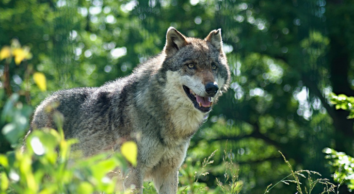 В Кировской области уничтожили 200 волков