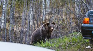Что обсуждают в Кирове: нападение медведя в лесу и обыски в ЦДС