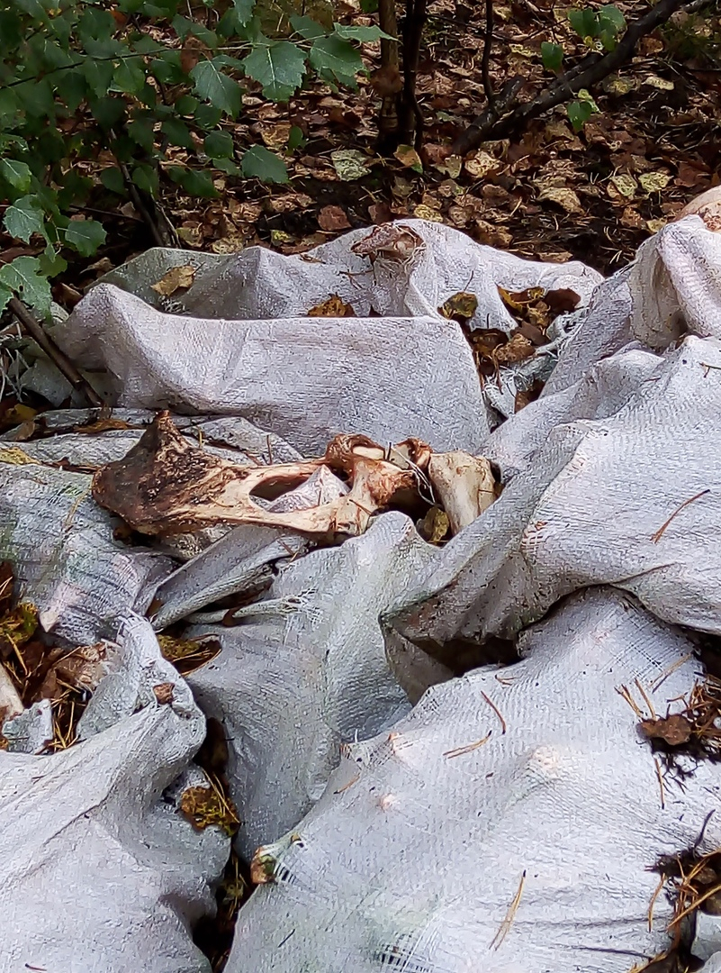 Кировчанин нашел в лесу десятки мешков с крупными костями