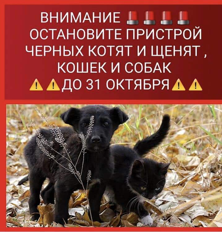 В Кирове волонтеры не пристраивают черных животных, боясь обрядов перед Хэллоуином