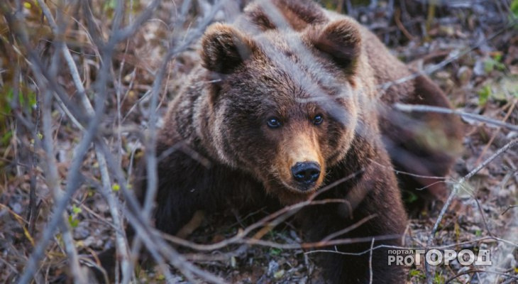 Что обсуждают в Кирове: нападение медведя и поиски пропавшей семьи