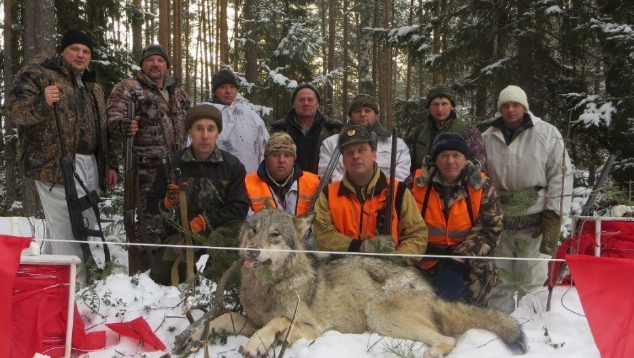 В Кировской области охотники уничтожили крупную волчью стаю