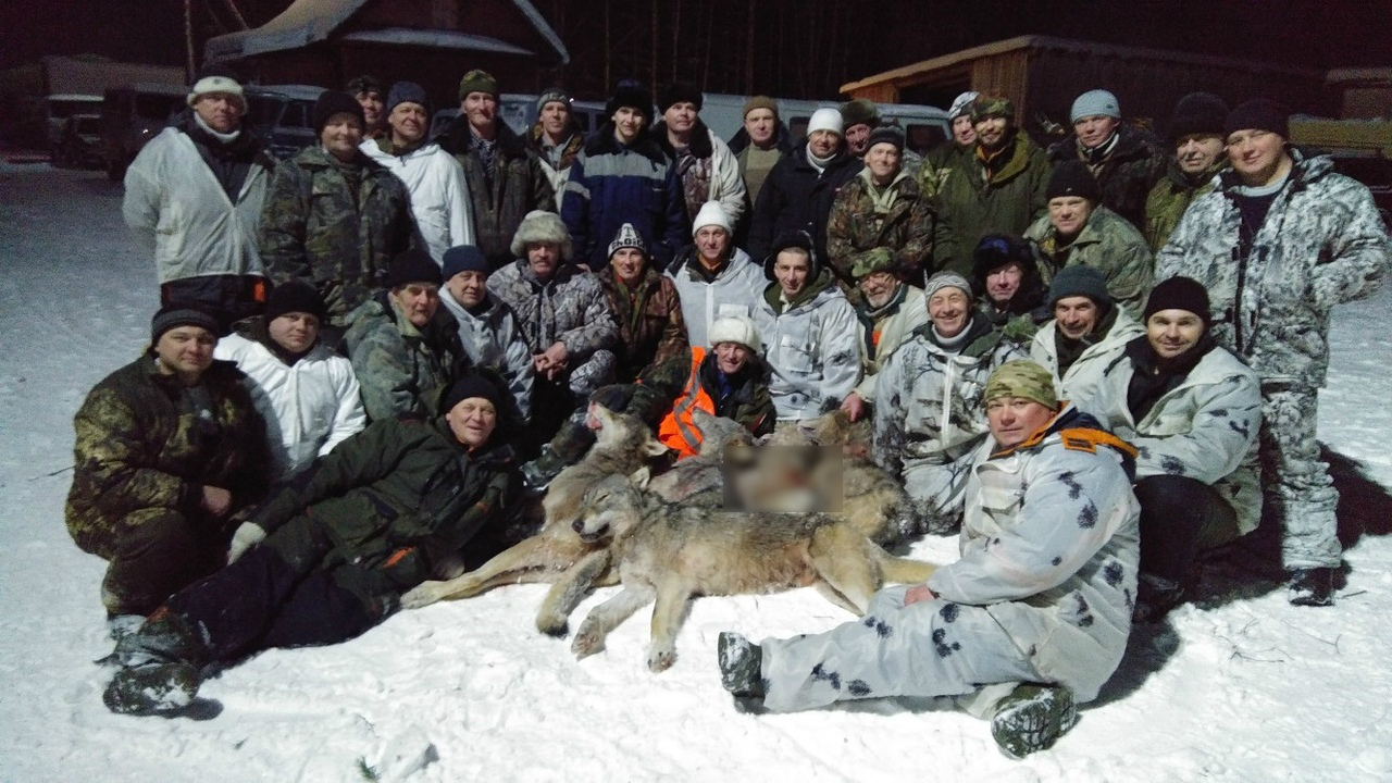 В Охотнадзоре рассказали о количестве добытых волков в Кировской области