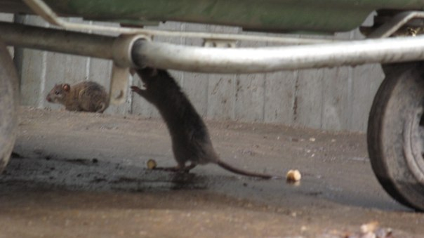 В центре Кирова крысы атакуют мусорную площадку