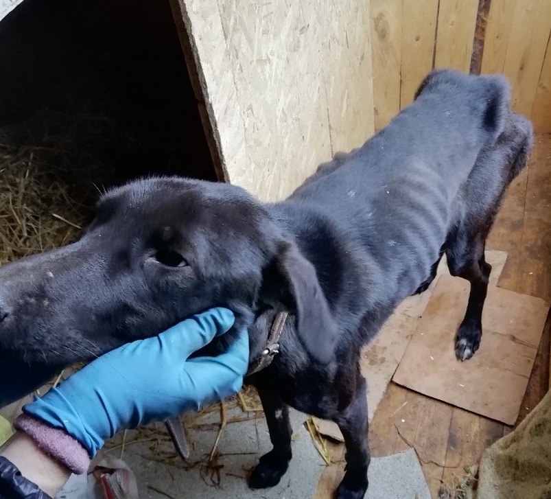 Двое кировчан спасли собаку, которая не ела несколько месяцев