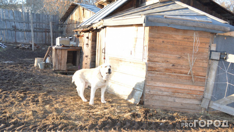 УМВД Кировской области ищет хозяев для служебной собаки