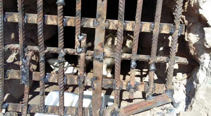 Что обсуждают в Кирове: кошка с котятами, замурованные в подвале