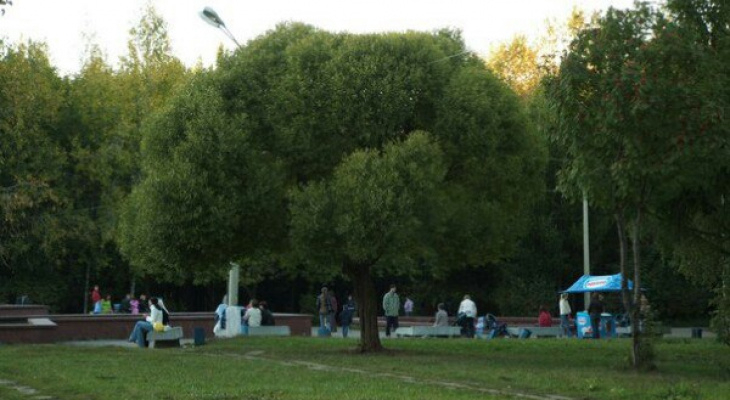 Клещи в Кировской области: обработаны ли парки и кладбища и какой способ защиты эффективный?
