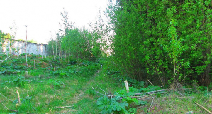 Что обсуждают в Кирове: найденное в лесу тело младенца и способы защитить урожай от заморозков