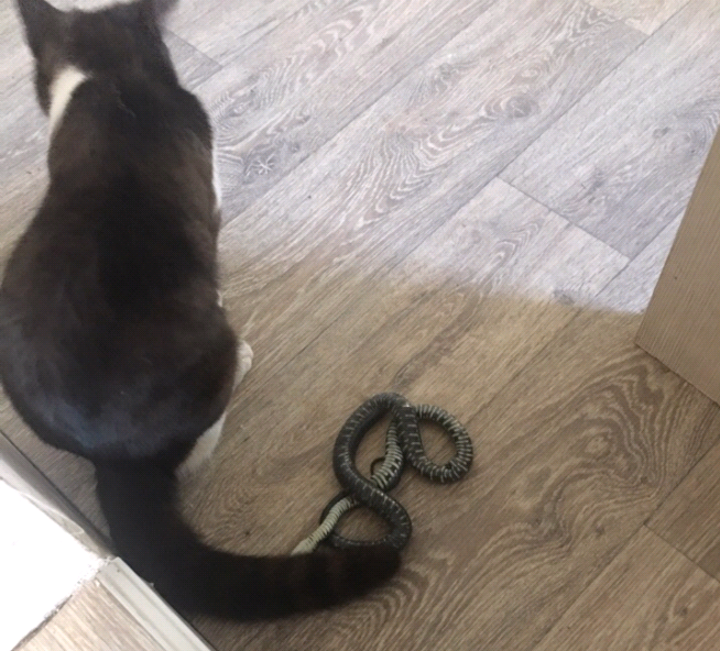 «Меня чуть не парализовало»: в Котельниче кот принес домой змею