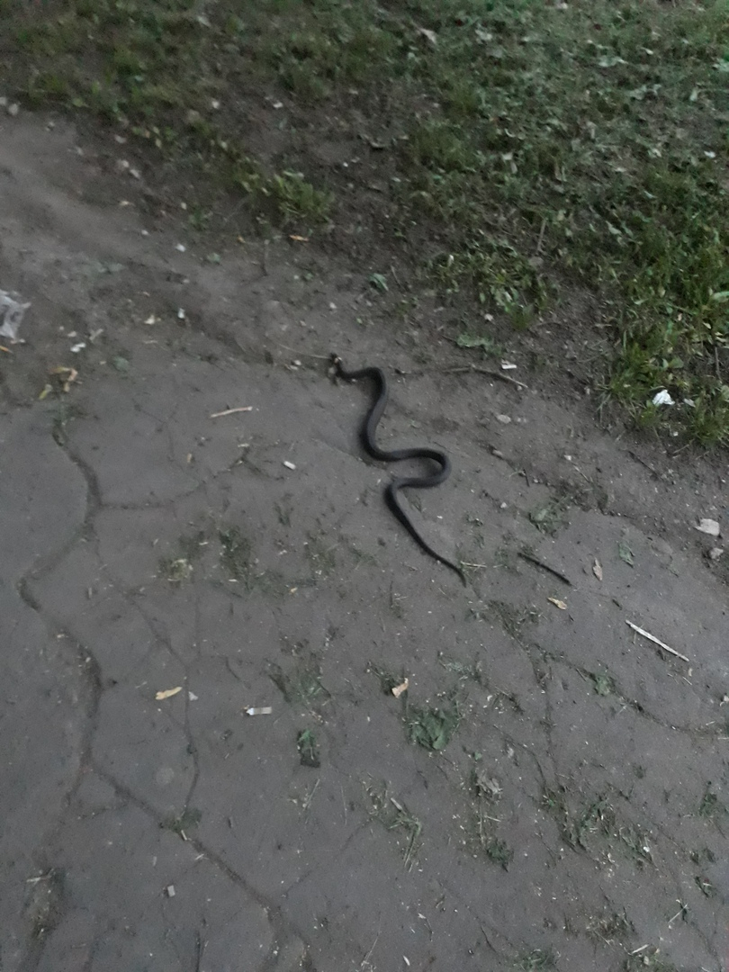 В центре Кирова прохожим под ноги выползла змея
