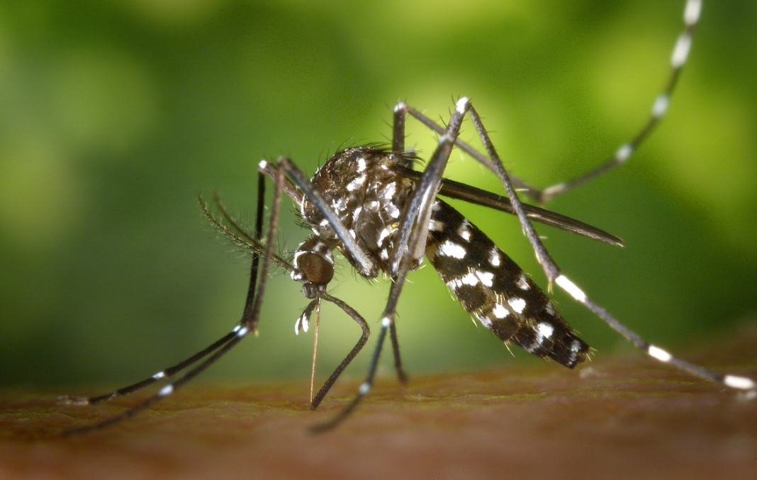 В России появились смертельно опасные комары