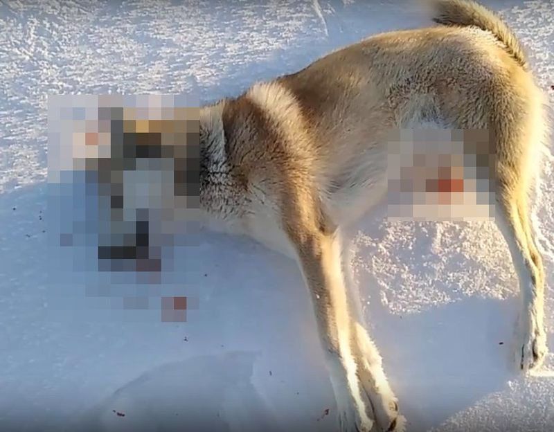 На депутата кировского Заксобрания, расстрелявшего двух собак, завели уголовное дело