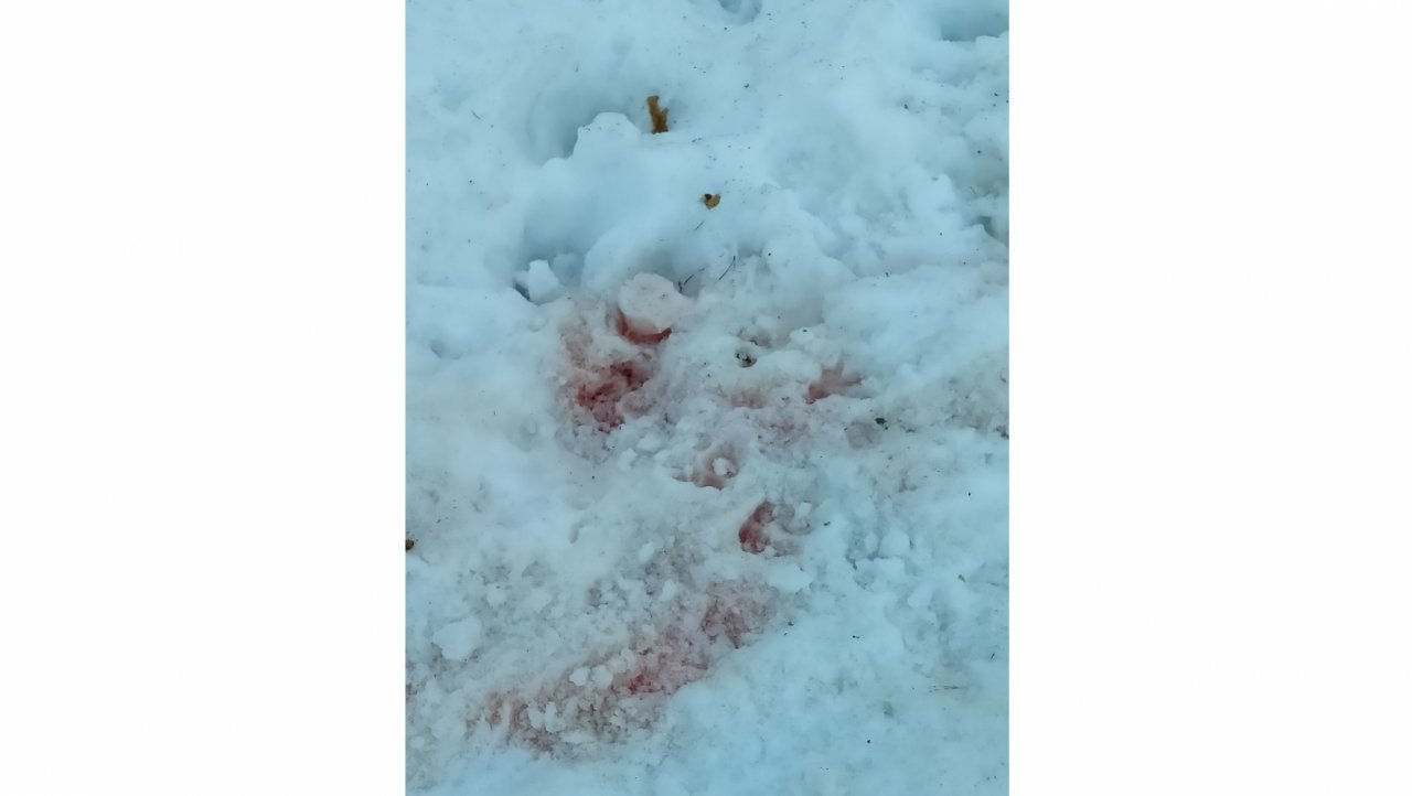 «Волки утащили четвертую собаку!»: в Кировской области хищники бродят по центру села