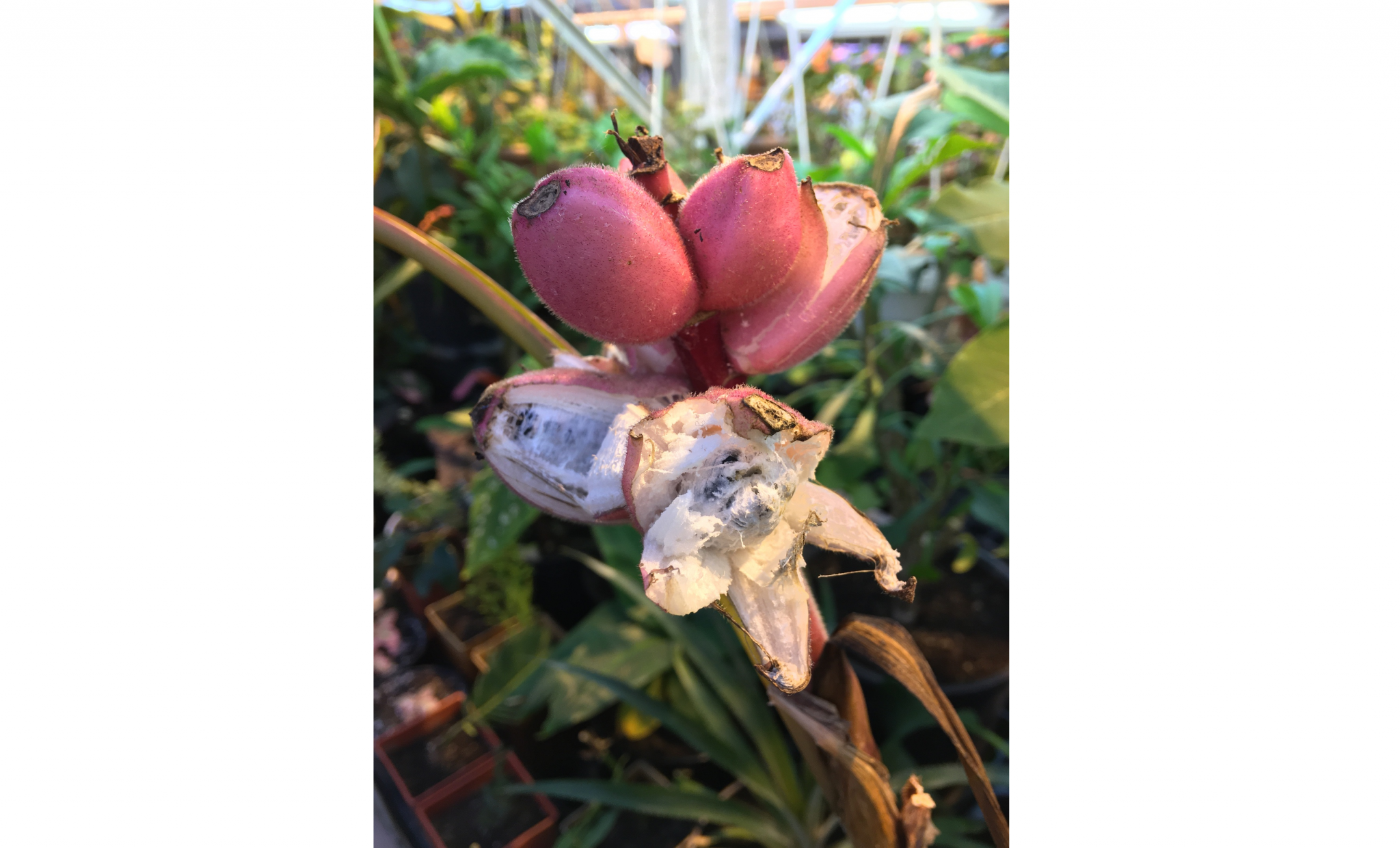 Цветок со съедобными плодами: в Кирове выращивают розовые бананы