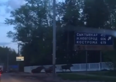 Видео: в Кирове три лося выбежали на дорогу