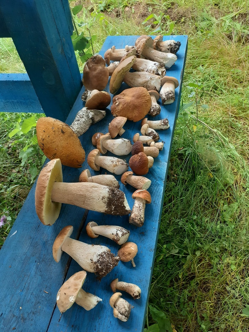 Тихая охота: грибники Кировской области хвастаются добычей